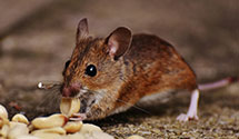 24 Hour & Emergency Exterminators in Geigertown, PA
